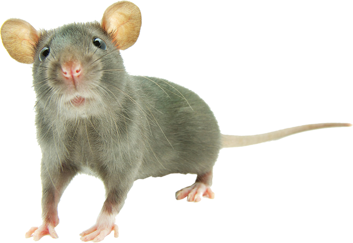 mouse