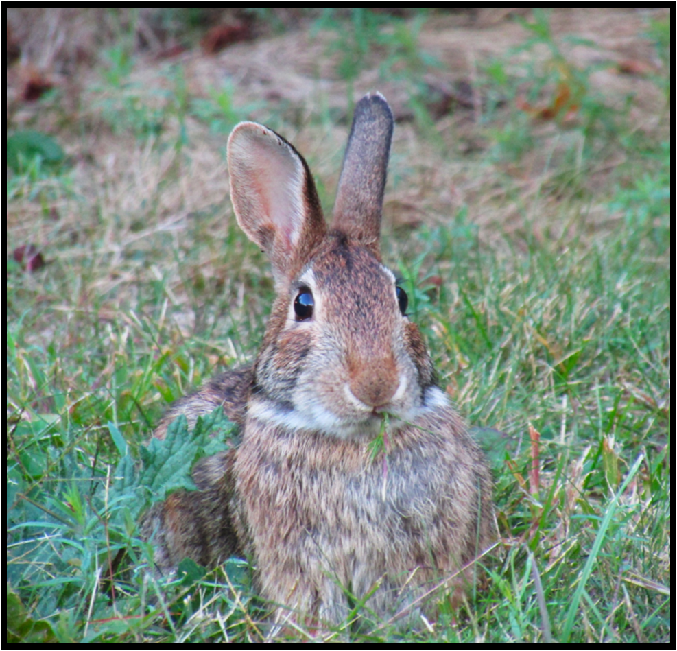 2024-12 rabbit photo