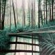 "Into The Wild" - Harlie Juedes