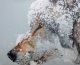 "Snow Wolf" - Kelly Speros