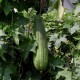 Luffa