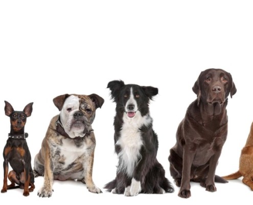 dogs