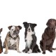 dogs