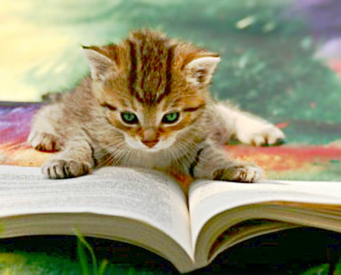 Cat Caught Reading