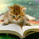 Cat Caught Reading