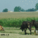 Amish Field Work