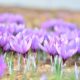 purple spring flowers