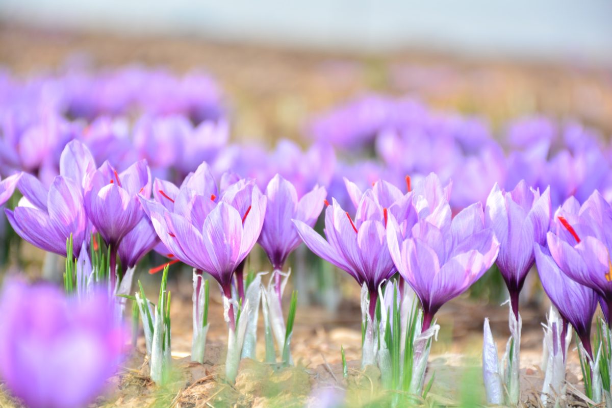 purple spring flowers