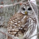 Owl in a tree