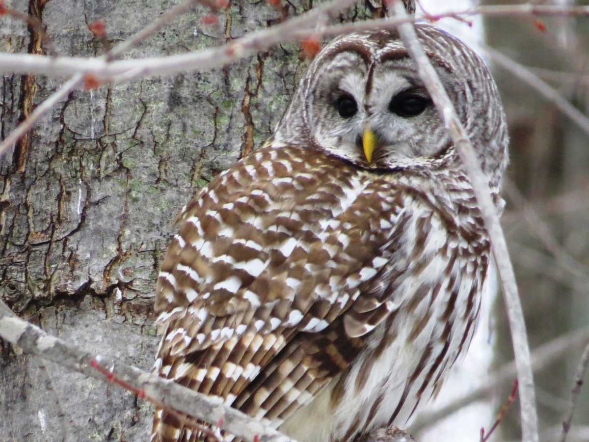 Owl in a tree