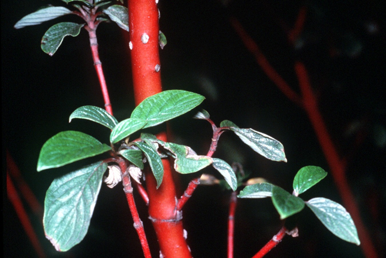 Cornus sericea