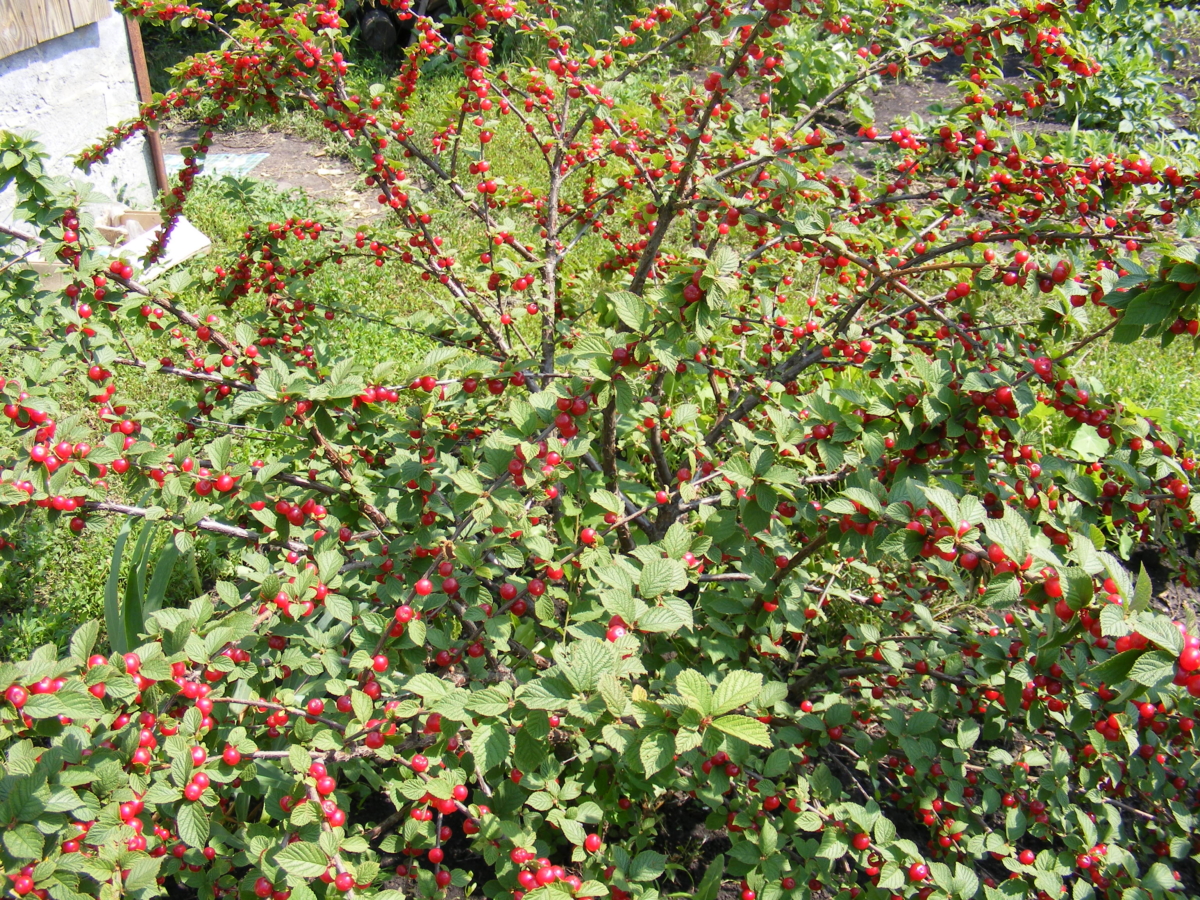 Prunus tomentosa