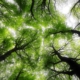 Tree canopy from the ground