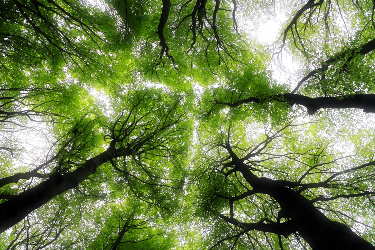 Tree canopy from the ground