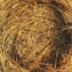 Photograph of a haystack