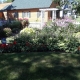 Photograph of Author's Garden