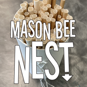 Mason Bee Nest