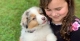 Friday, the Australian Shepherd Puppy