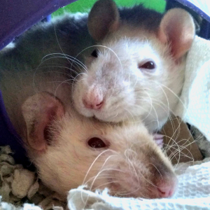 Two rats cuddling.