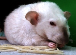 A white rat munches on some cooked noodles.