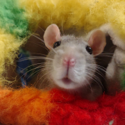 The pink nose, long whiskers, and beady eyes of an adorable grey rat peek curiously out from a fuzzy blanket.