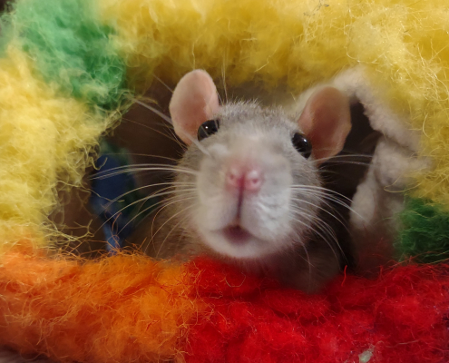 The pink nose, long whiskers, and beady eyes of an adorable grey rat peek curiously out from a fuzzy blanket.