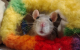 The pink nose, long whiskers, and beady eyes of an adorable grey rat peek curiously out from a fuzzy blanket.