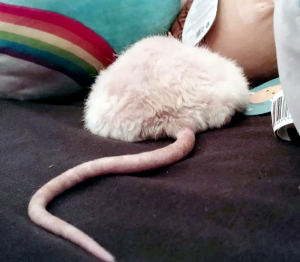 The tail of a white rat is seen sticking out from the pillows it's hiding under.