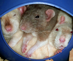 Little Friends Cuddle Up Rat Igloo - Luxury Chocolate Brown, Snug Hideout For Rats, Chinchillas, Ferrets