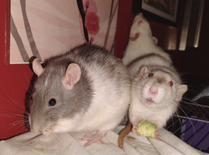 A picture of three rats, one holding a piece of avocado.