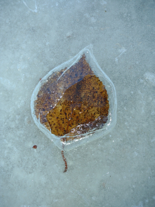 A fallen leaf lies encased in ice.