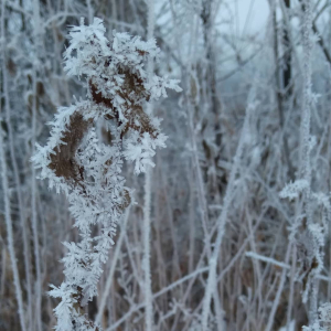 Dramatic ice formations cover grass reeds and shrubs.