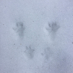 Four perfectly formed paw prints are visible in fresh snow.