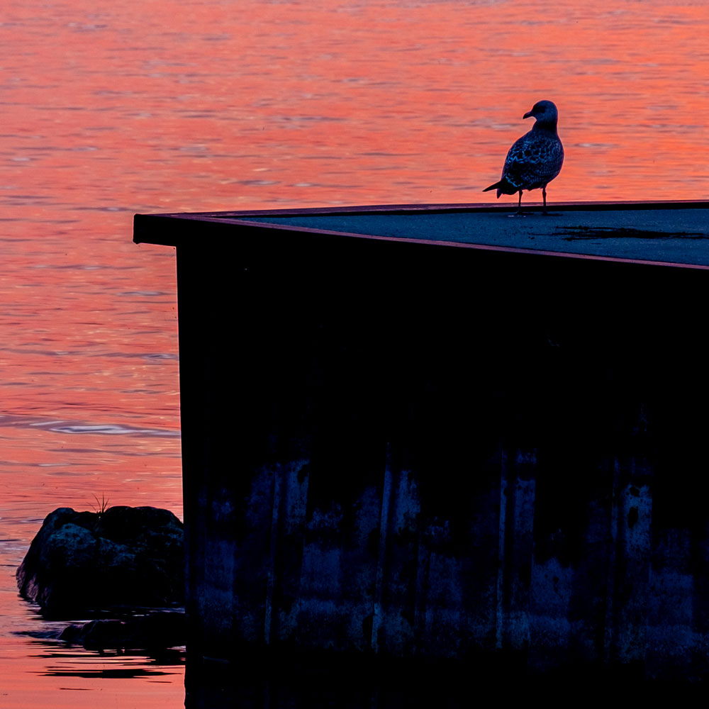 Hubert Cole | Gull Sunrise | photography | $150